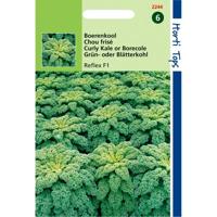 Zaden Boerenkool Reflex F1 Hortitops - Hortitops - thumbnail