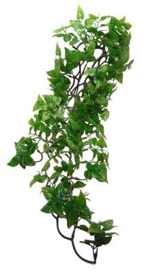 Komodo philodendron plant Komodo philodendron plant