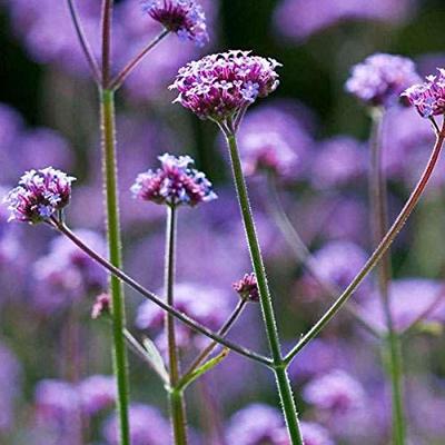 Verbena Bonariensis zaden Purple Top ijzerhard