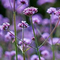 Verbena Bonariensis zaden Purple Top ijzerhard - thumbnail