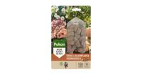 Pokon Bio Terras & Balkon Planten Voedingskegels 15 stuks - 7029033100 - thumbnail