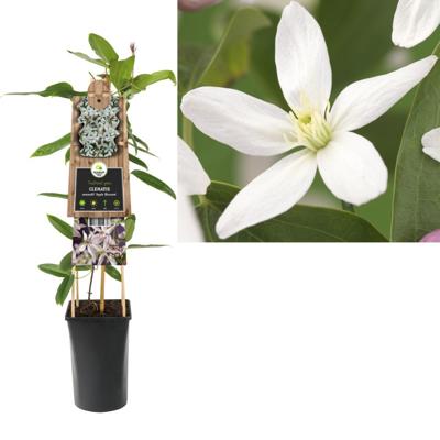 Klimplant Clematis armandii Apple Blossom 75 cm Bosrank Van der Starre - Van der starre