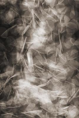 Moooi Carpets - Vloerkleed Falling Petals Wool -