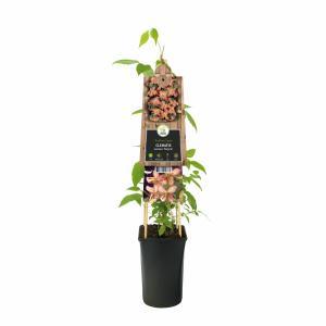 Klimplant Clematis montana Marjorie - Roze Bosrank
