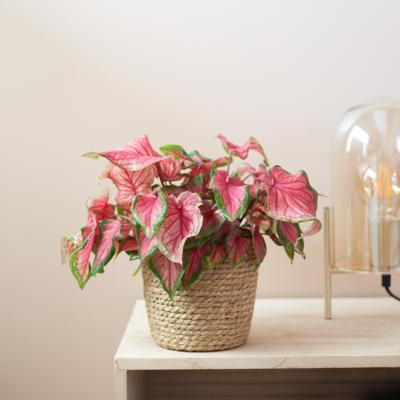 Caladium Sweetheart - P13 Caladium Sweetheart - P13
