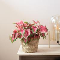 Caladium Sweetheart - P13 - thumbnail