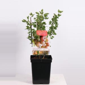 Rode kruisbes (ribes uva crispa "Hinnonmäki Röd") fruitplanten - In 5 liter pot - 1 stuks