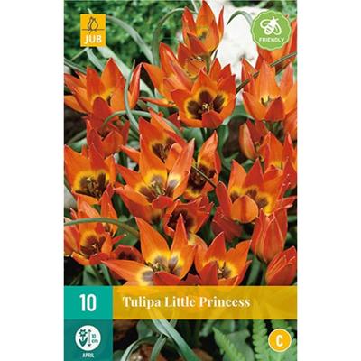 Tulipa Little Princess bloembollen 10 bollen Tulp JUB - Jub