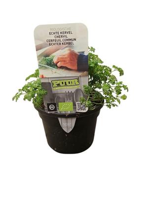 Puur biologische echte kervel