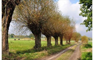 Tuindoek knotwilgen pad 210x140cm Customize-it - Customize it