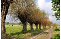 Tuindoek knotwilgen pad 210x140cm Customize-it - Customize it - thumbnail