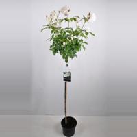 Heesterroos op stam (rosa "Schneewittchen"®) - Op stam 110 cm - 1 stuks - thumbnail