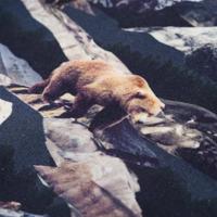 Kindertrui berenprint 104 marineblauw - thumbnail