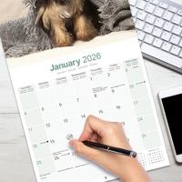 Yorkshire Terrier Puppies Kalender 2026 - thumbnail