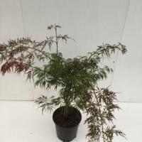 Japanse esdoorn (Acer palmatum "Ornatum") heester - 50-60 cm - 1 stuks - thumbnail