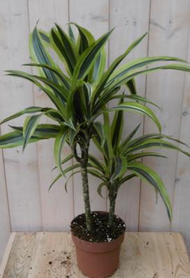 Drakenbloedboom Dracaena Fragrans Lemon Lime/Geel-groen H60-80 cm potmaat 19 cm 2 stammen kamerplant Warentuin Natuurlijk - Warentuin natuurlijk