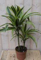 Drakenbloedboom Dracaena Fragrans Lemon Lime/Geel-groen H60-80 cm potmaat 19 cm 2 stammen kamerplant Warentuin Natuurlijk - Warentuin natuurlijk - thumbnail