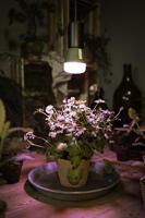 OSRAM HOMELIGHTING 4058075845787 Plantenlamp-lamp E27 10 W 1 stuk(s) - thumbnail