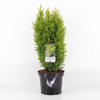 Chamaecyparis law ellw gold 55 cm Conifeer Schijncipres Warentuin Natuurlijk - Warentuin natuurlijk - thumbnail