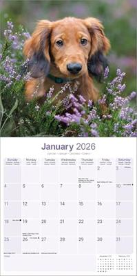 Teckel Langhaar Kalender 2026