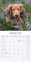 Teckel Langhaar Kalender 2026 - thumbnail