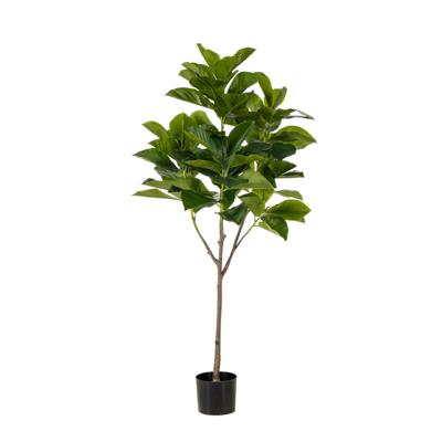 Ficus benghalensis