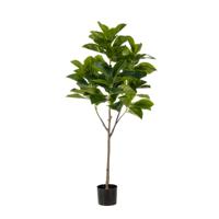Ficus benghalensis - thumbnail