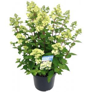 Hydrangea Paniculata "Bombshell"® pluimhortensia - 35-40 cm - 1 stuks Hydrangea Paniculata "Bombshell"® pluimhortensia - 35-40 cm - 1 stuks