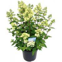 Hydrangea Paniculata "Bombshell"® pluimhortensia - 35-40 cm - 1 stuks - thumbnail