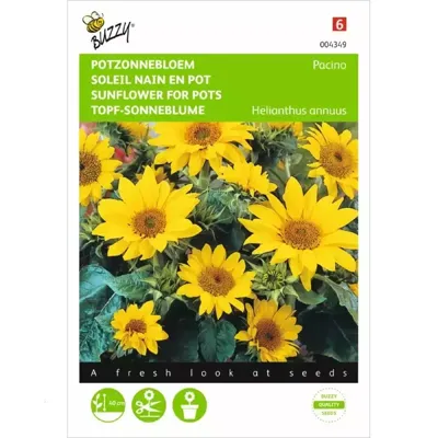 Zaden Helianthus lage Potzonnebloem Pacino Buzzy - Buzzy Zaden Helianthus lage Potzonnebloem Pacino Buzzy - Buzzy