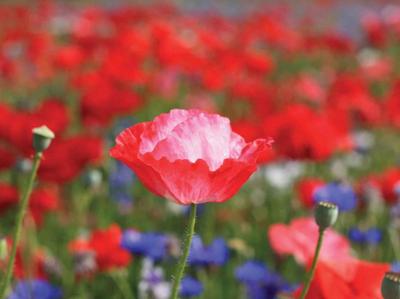 Klaprozen 70x50cm Tuinschilderij Customize-it - Customize it