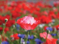 Klaprozen 70x50cm Tuinschilderij Customize-it - Customize it - thumbnail