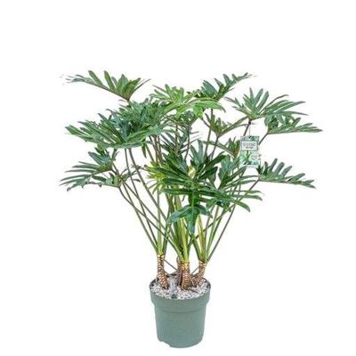 Philodendron Xantal Potmaat 30 H120-130 kamerplant Beautanic Lifestyle - Beautanic lifestyle Philodendron Xantal Potmaat 30 H120-130 kamerplant Beautanic Lifestyle - Beautanic lifestyle