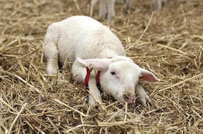 Schapenhouder Gambrel Restrainer S Schapenhouder Gambrel Restrainer S