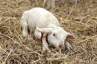 Schapenhouder Gambrel Restrainer S - thumbnail