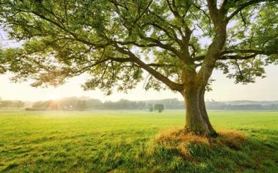 Komar Stefan Hefele; Komar Wanderlust Fotobehang The Magic Tree - SHX9-086