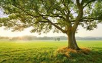 Komar Stefan Hefele; Komar Wanderlust Fotobehang The Magic Tree - SHX9-086 - thumbnail
