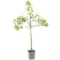 Pyrus communis Conference Hand- of bewaarpeer leivorm fruitplant Fruithof - Fruithof - thumbnail