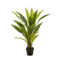 Fern asplenium - thumbnail