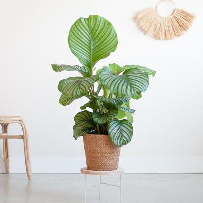 Calathea Orbifolia - Schaduwplant - P19