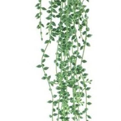 Hanging senecio spray green 86 cm kunstbloem Erutan Avon - Erutan avon