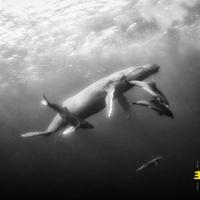 Hope - CD (5060509790722) - thumbnail