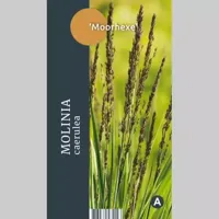 Siergras Molinia caerulea Moorhexe - Pijpestrootje 17cm - thumbnail