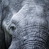 Schilderij - Olifant, close up, grijs , 3 maten , Premium Print - thumbnail