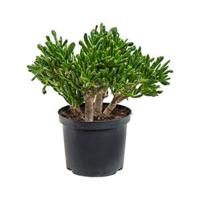 Crassula horntree S kamerplant - thumbnail