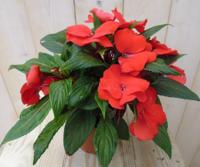 2 stuks! Vlijtig Liesje Balsemien Impatiens rood New Guinea Vlijtig Liesje Warentuin Natuurlijk - Warentuin natuurlijk - thumbnail