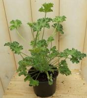 3 stuks! Citroen geranium Warentuin Natuurlijk - Warentuin natuurlijk - thumbnail