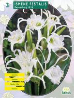 Zomer Bloembollen Ismene Festalis Zwanenburg per 3 Baltus - Baltus - thumbnail