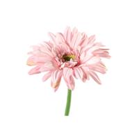 Decostar zijdebloem gerbera leanne 60 cm roze - thumbnail
