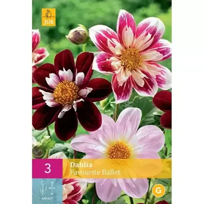 JUB x3 Dahlia Favourite Ballet
